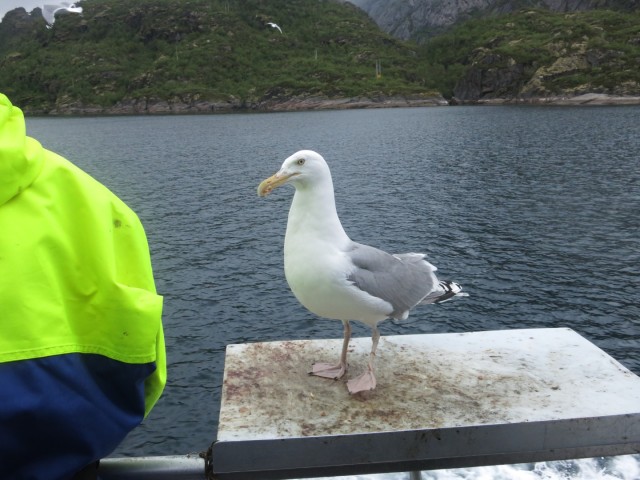 Hurtigruten_2015-06-25_17-00-1